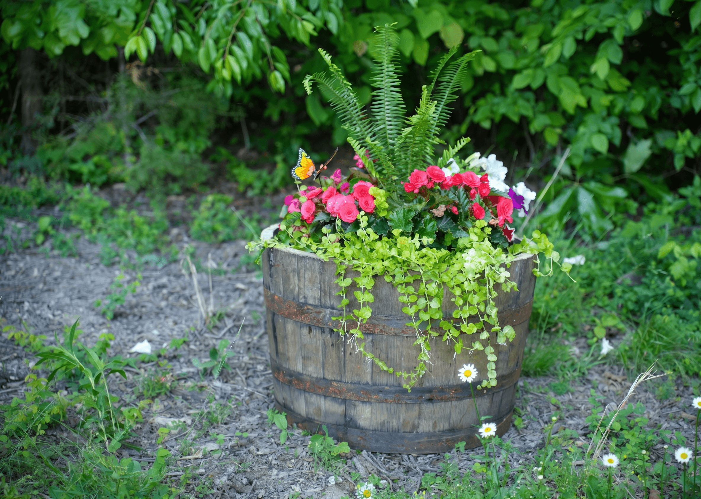 Bourbon barrel planter for sale — half-barrel solid oak planter, water-tight option available for fountains and troughs